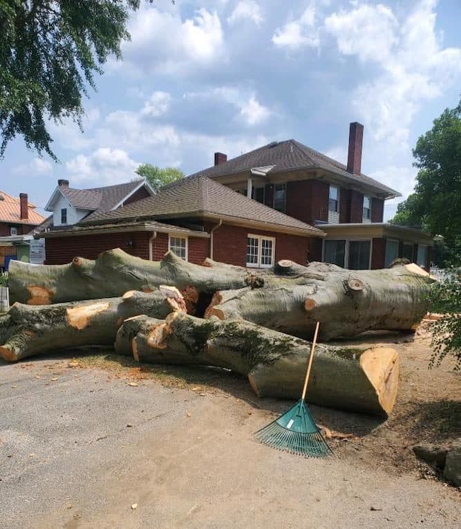 Healthy tree removal decision