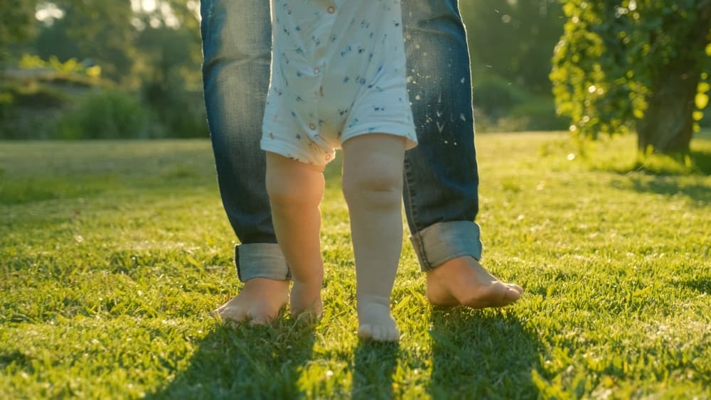 Pest treatment schedule for trees and lawns