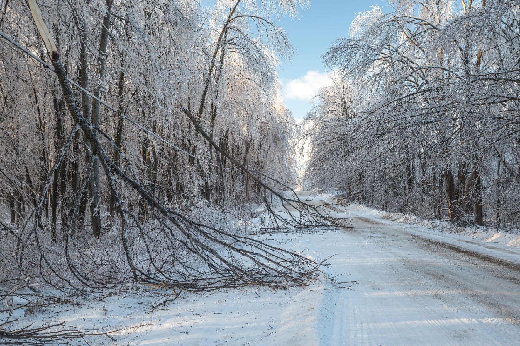 Tree damage after severe snow storm