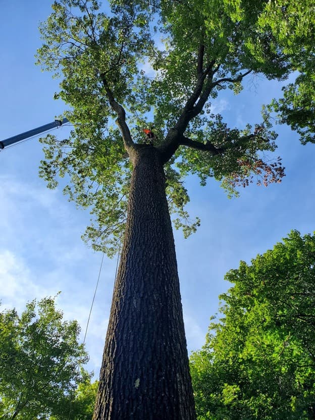 Tree workers safely removing a tree