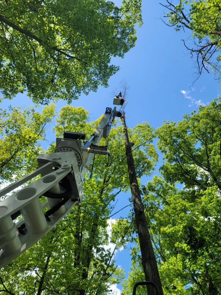 Lewis Burns Tree Service crew at work