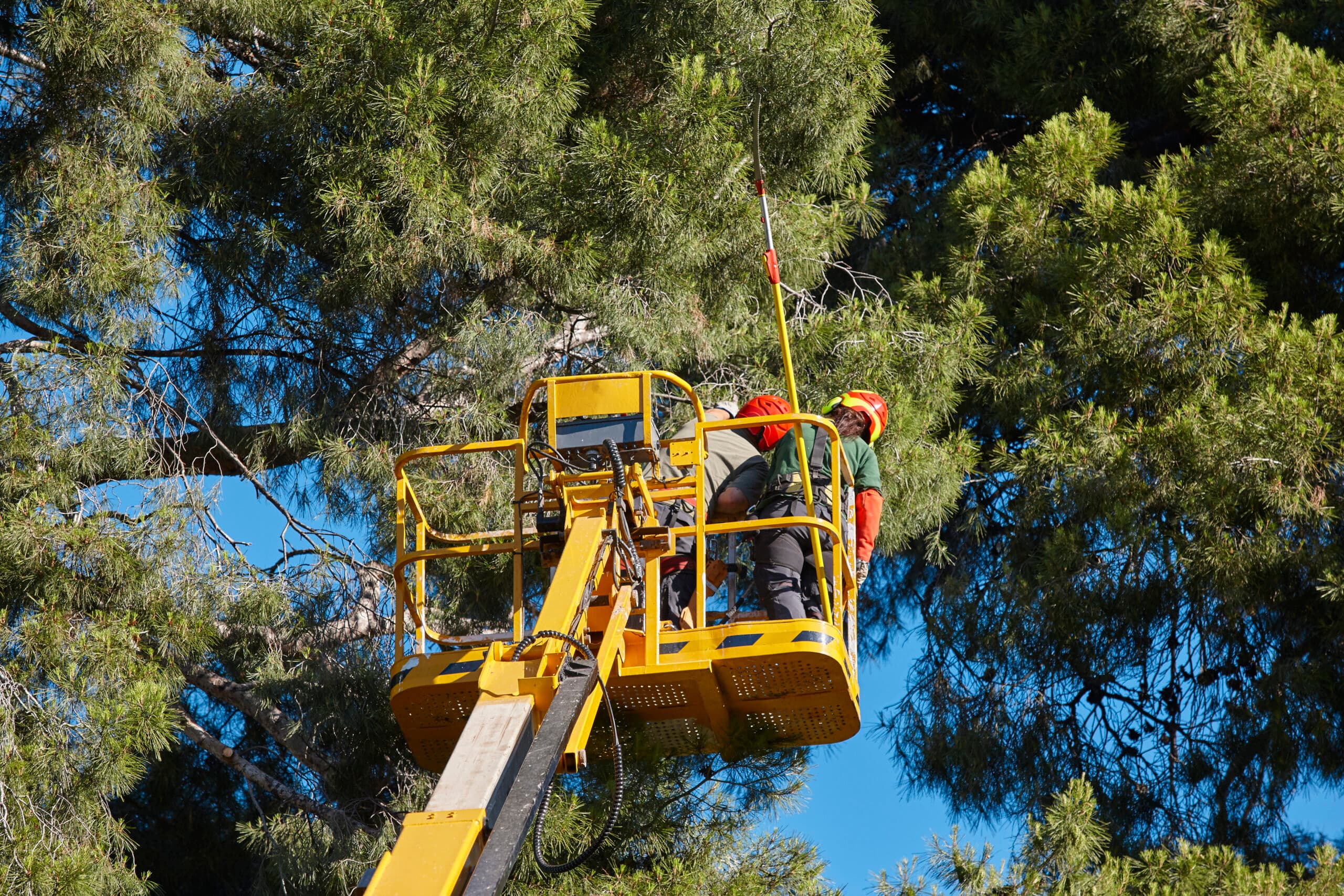 Lewis Burns Tree Service crew at work