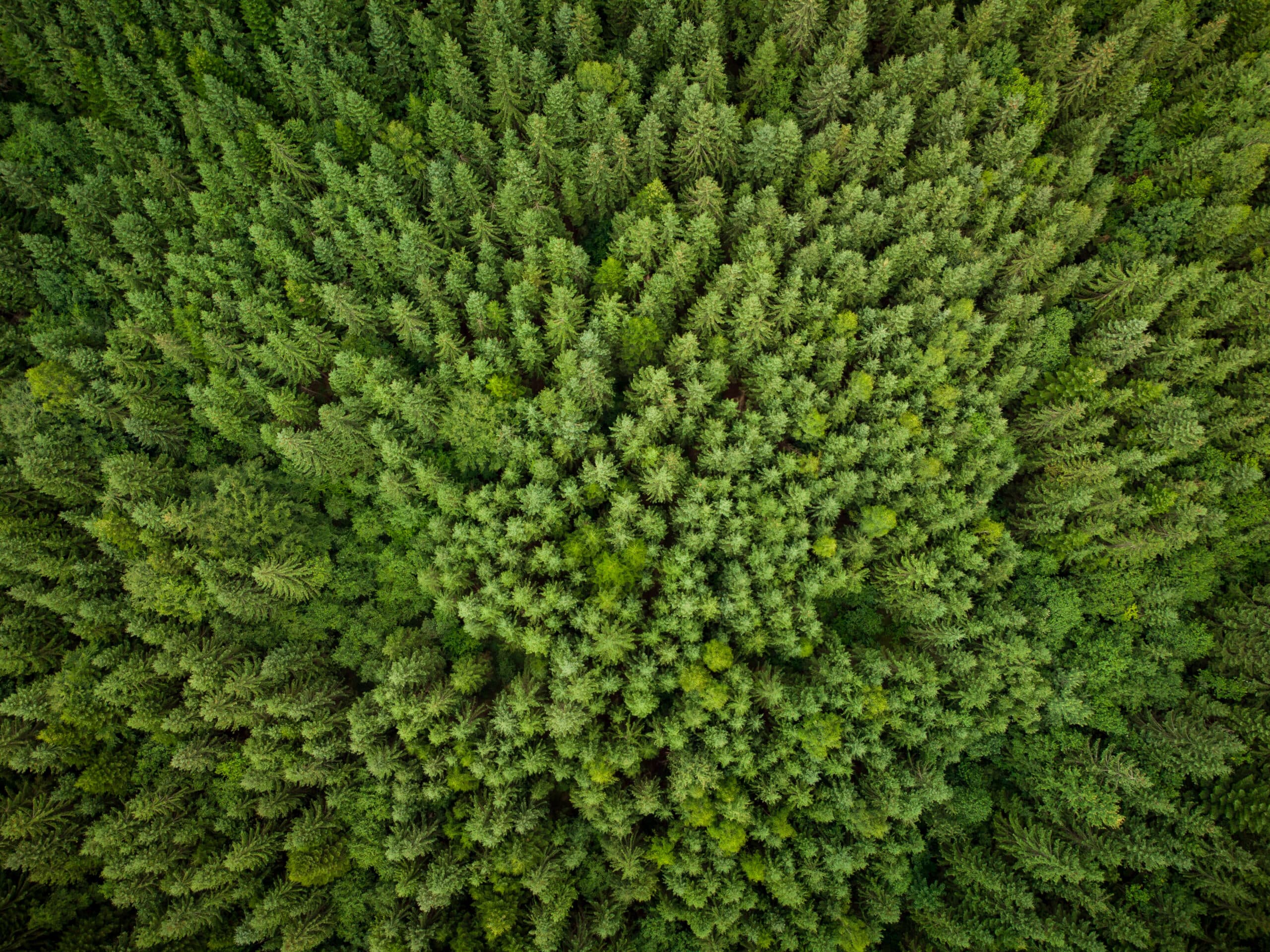 Aerial view of Pennsylvania trees