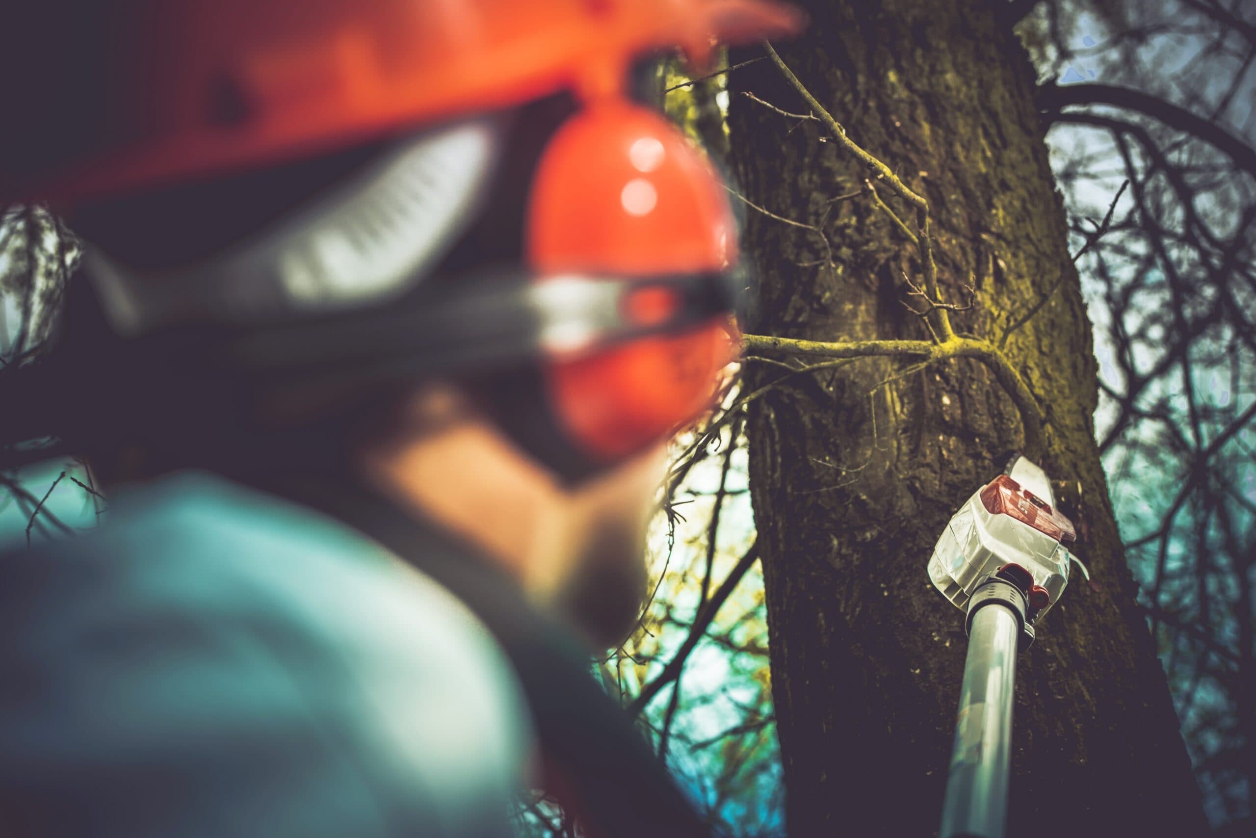 Lewis Burns Tree Service blog