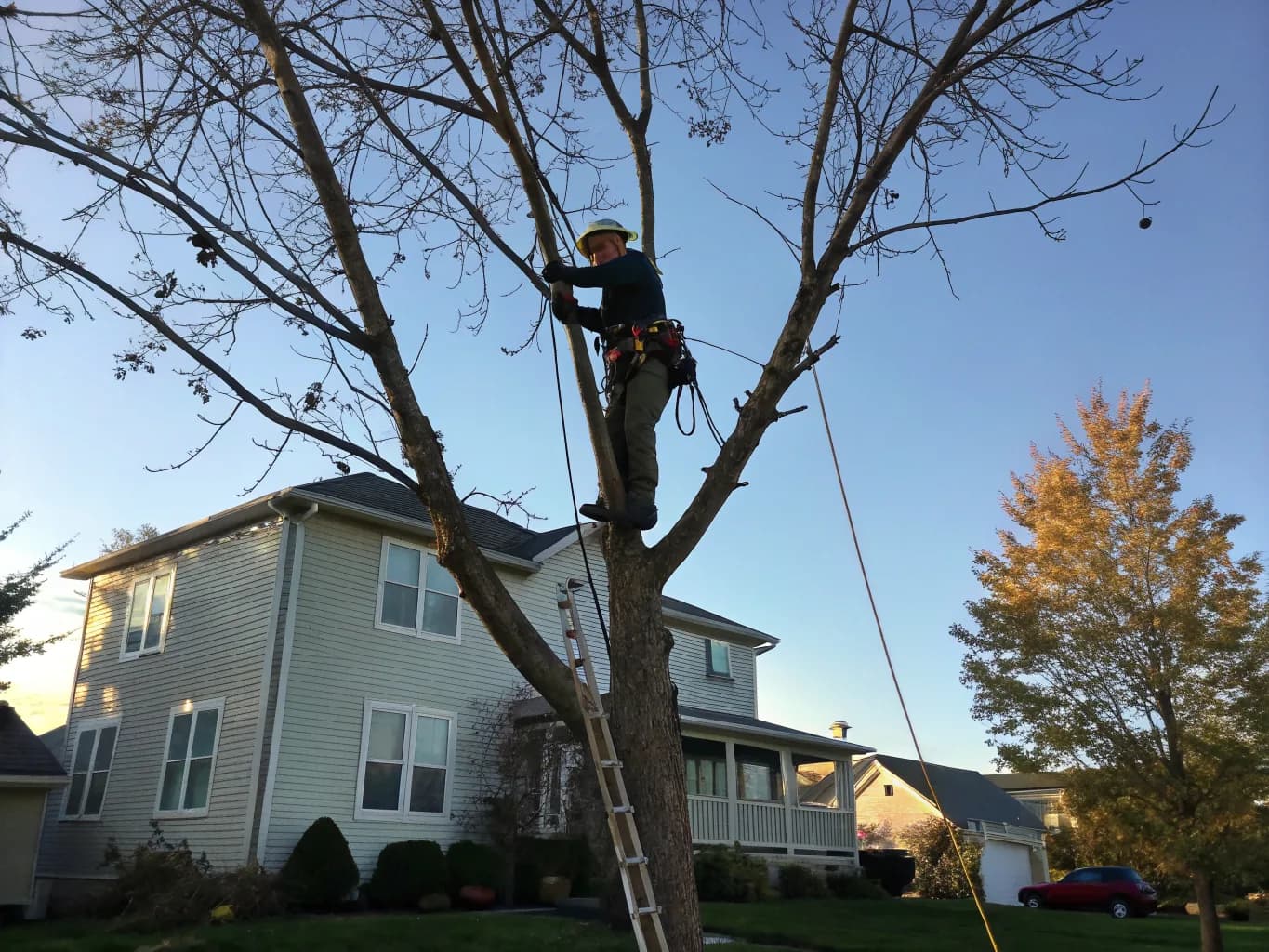 Tree Trimming & Pruning