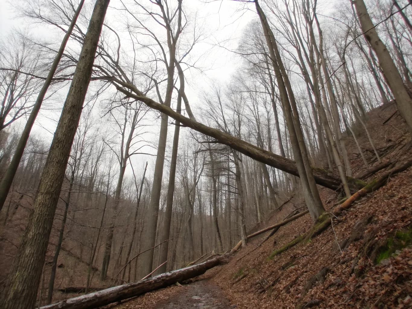What Felton Trees Are Up Against