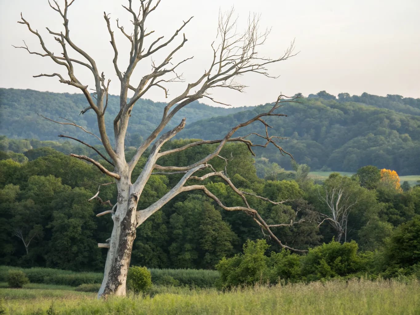 What Hanover Trees Are Up Against