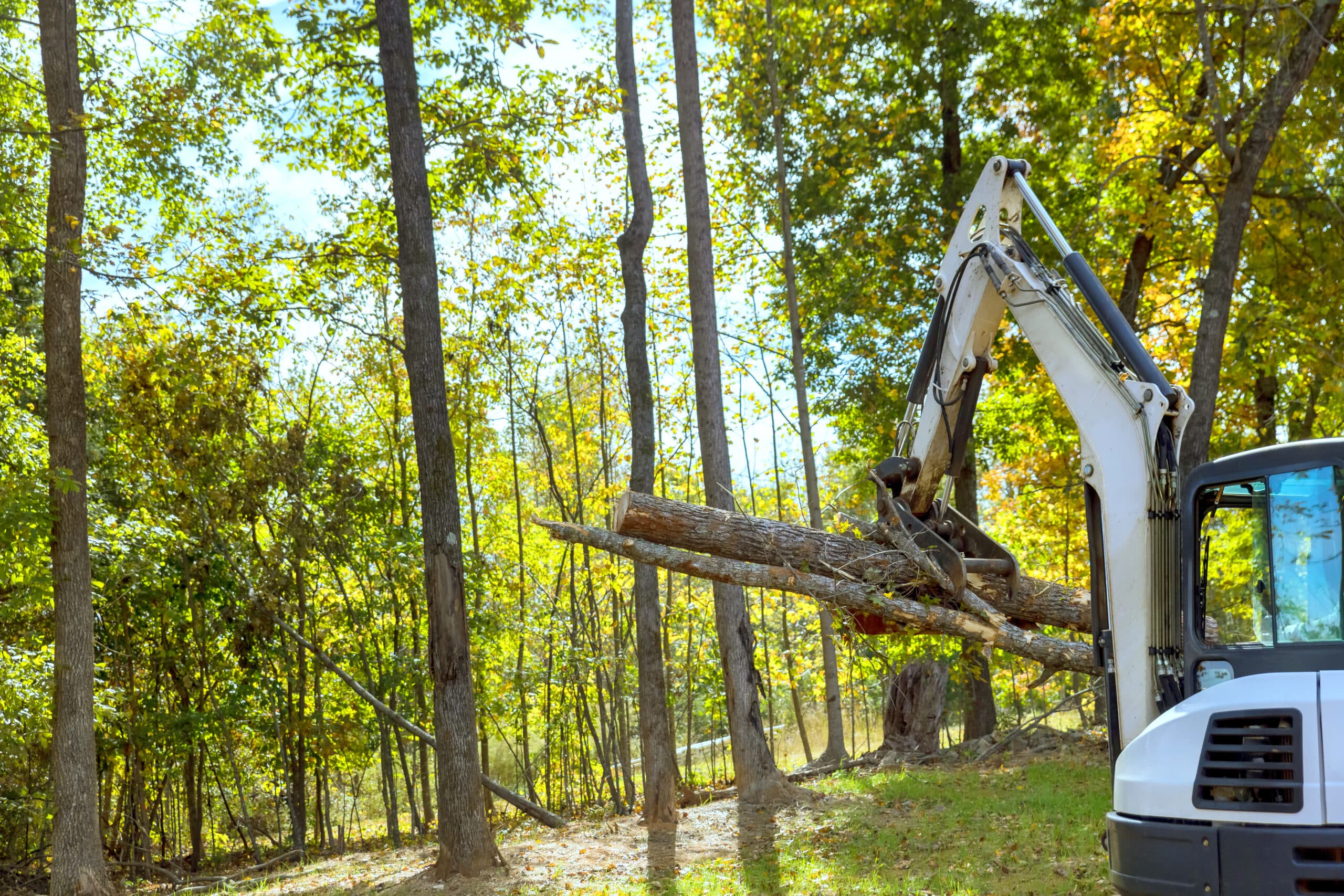 Tree services in York, PA - Lewis Burns Tree Service