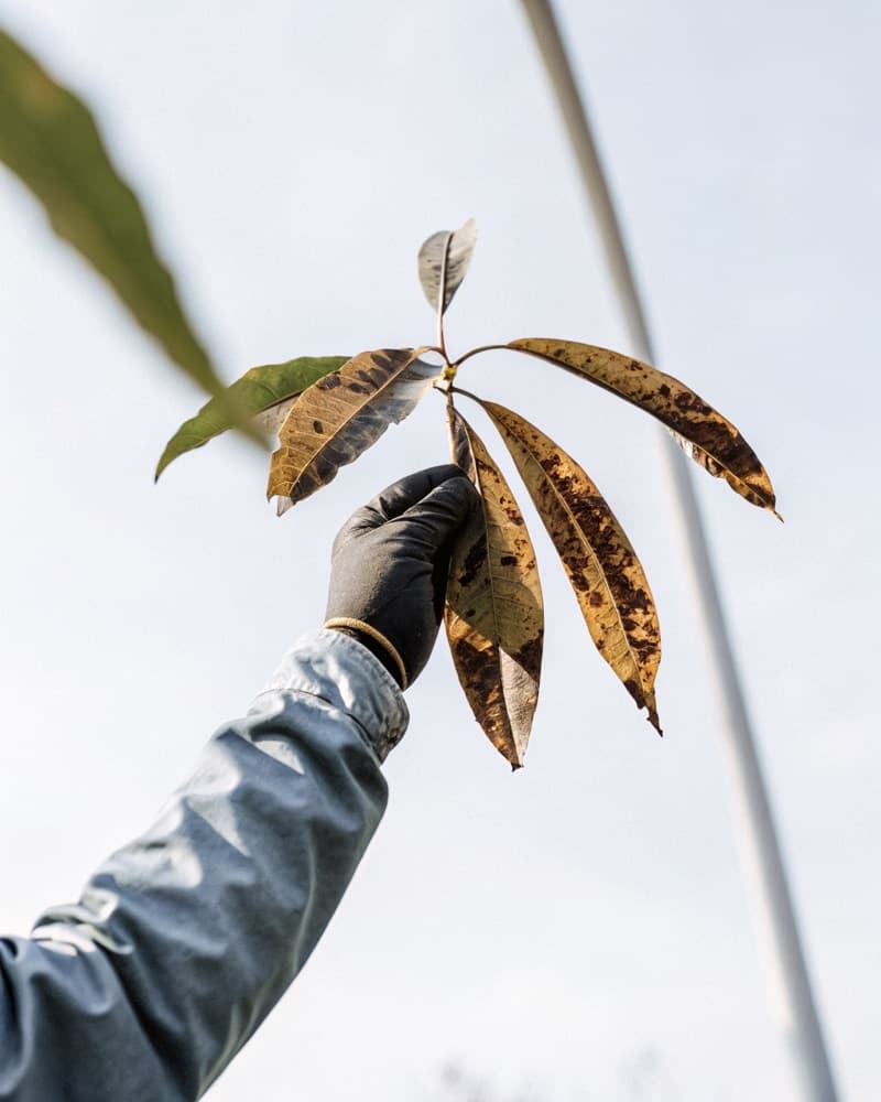 Fungal & Leaf Diseases