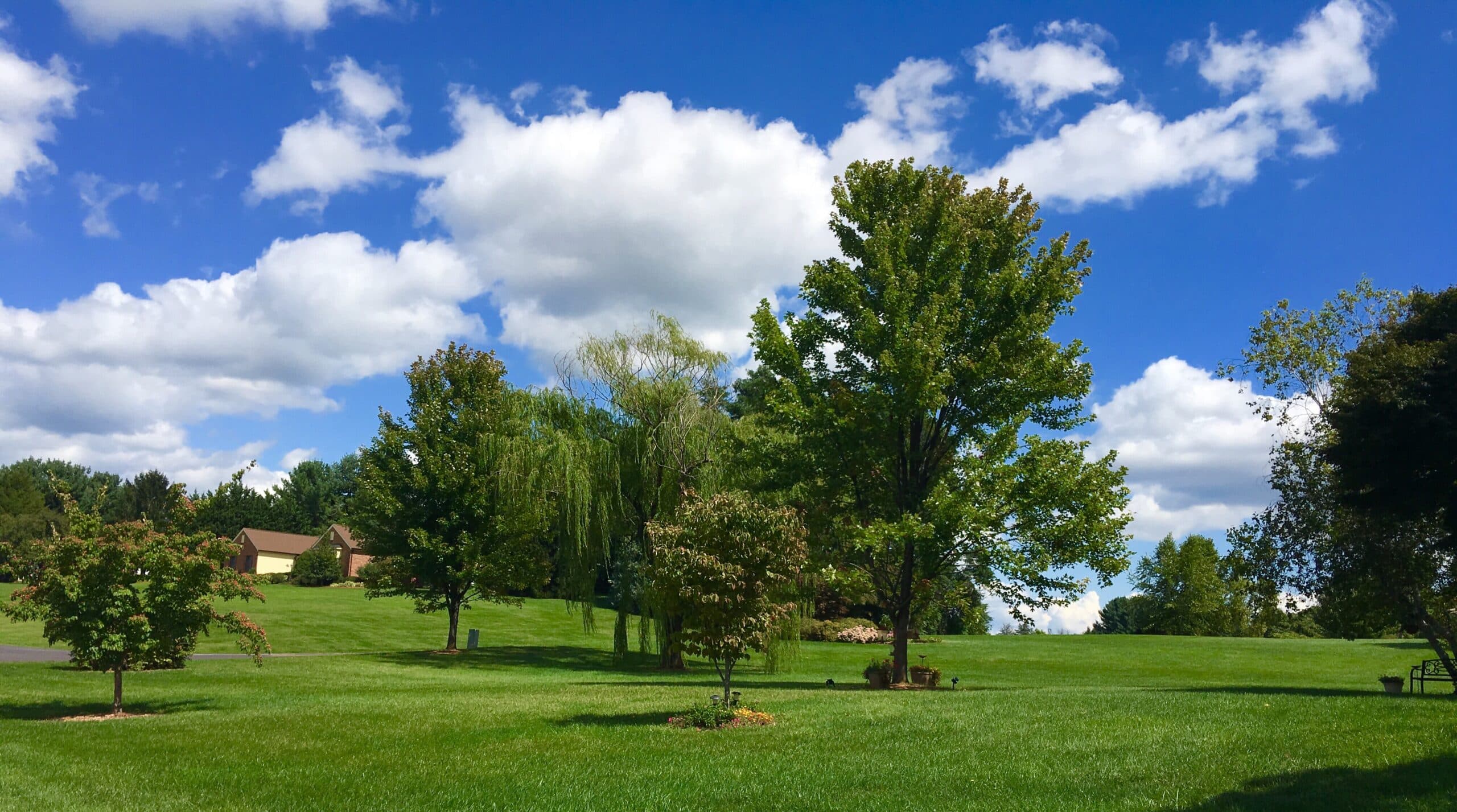 Tree transplanting for landscaping
