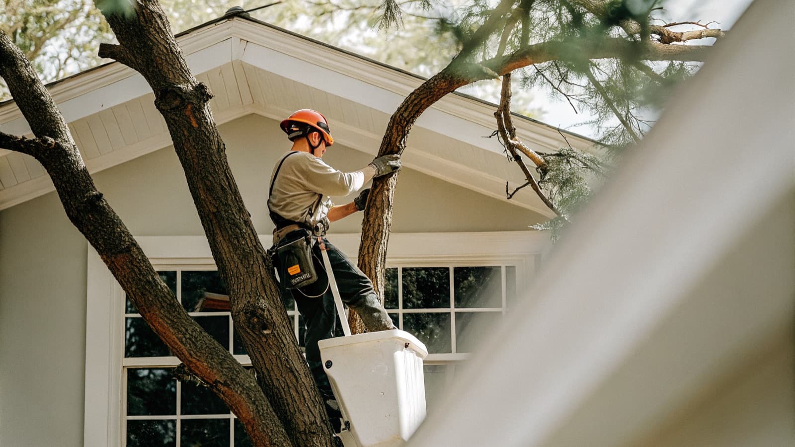 Tree Trimming & Pruning in York, Lancaster & Harrisburg PA - Lewis Burns Tree Service