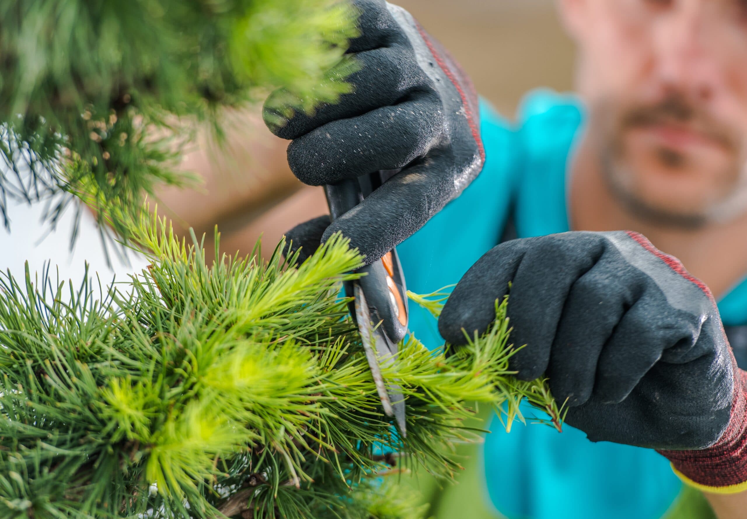 Shrub & Hedge Shaping